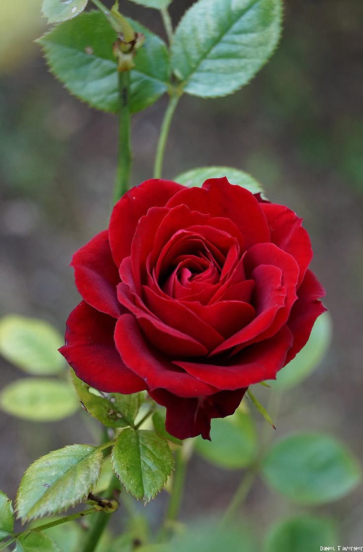 Mawar Merah Bouquet